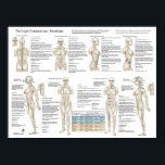Eight Extra Acupuncture Extraordinary Meridians Poster<br><div class="desc">The confluent points connect the 8 extra (extraordinary) meridians with the 12 main meridians. The extraordinary meridians act as reservoirs of Qi. They regulate and promote the circulation of Qi in the body. Shows the extraordinary meridians: Du Mai, Ren Mai, Chong Mai, Dai Mai, Yangqiao Mai, Yinqiao Mai, Yinwei Mai...</div>