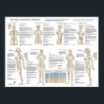 Eight Extra Acupuncture Extraordinary Meridians Poster<br><div class="desc">The confluent points connect the 8 extra (extraordinary) meridians with the 12 main meridians. The extraordinary meridians act as reservoirs of Qi. They regulate and promote the circulation of Qi in the body. Shows the extraordinary meridians: Du Mai, Ren Mai, Chong Mai, Dai Mai, Yangqiao Mai, Yinqiao Mai, Yinwei Mai...</div>