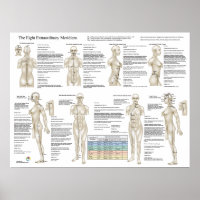 Eight Extra Acupuncture Extraordinary Meridians