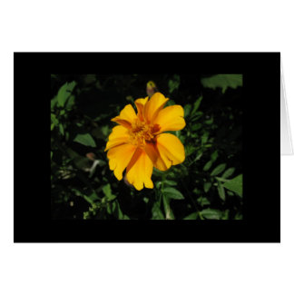 Eight Orange Petals