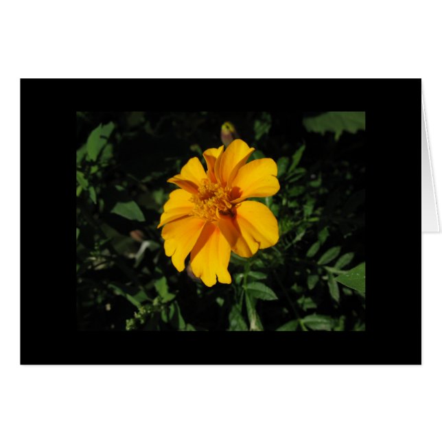 Eight Orange Petals (Front Horizontal)