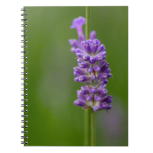 Ein beruhigender Hauch von Lavendel... Notebook