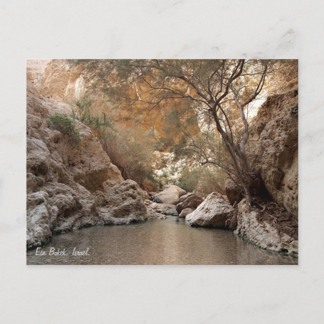 Ein Bokek, Israel. Postcard (Front)