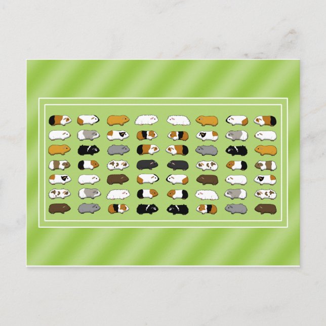 Eine Postkarte mit Meerschweinchen Postcard (Front)