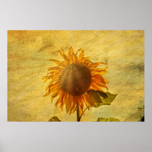 Eine Sonnenblume Poster