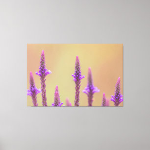 Einfach zum Träumen... Canvas Print