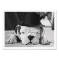 "Einstein" English Bulldog Puppy