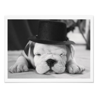 "Einstein" English Bulldog Puppy Photo Print