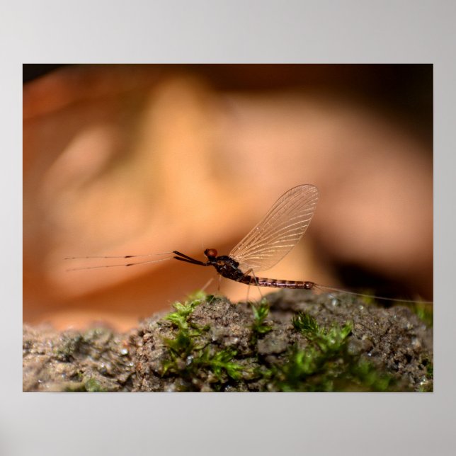 Eintagsfliege Poster (Front)