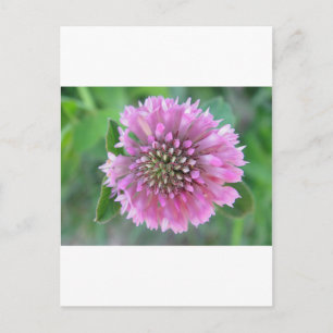 Einzigartige rosa Blüte Postcard