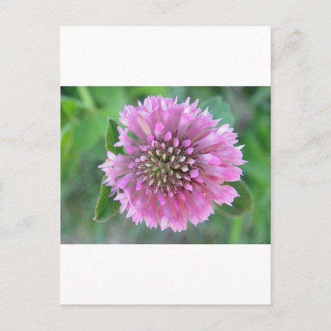Einzigartige rosa Blüte Postcard (Front)