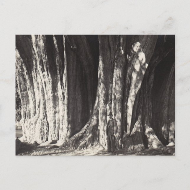 El Arbol del Tule Tree old photo in Mexico oaxaca  Holiday Postcard (Front)