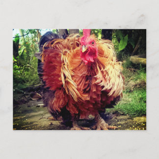 El Gallo de Casa Postcard