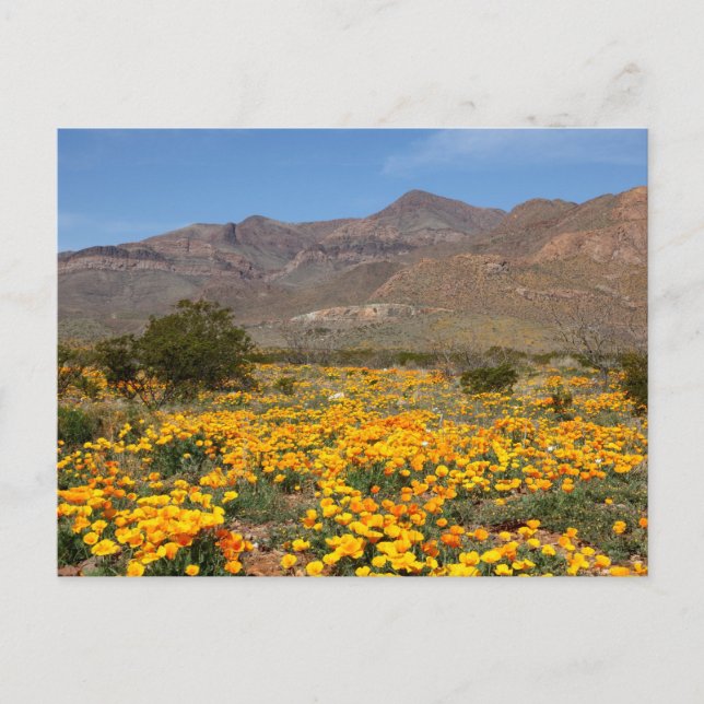 El Paso Poppies Postcard (Front)