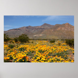 El Paso Poppies Poster