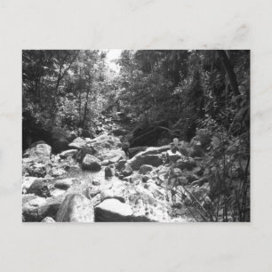 El Yunque National Rainforest Postcard