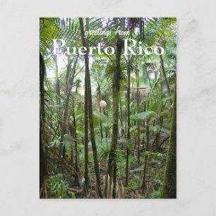 El Yunque, Puerto Rico Postcard