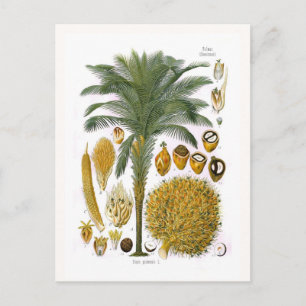 Elaeis guineensis (oil palm) postcard