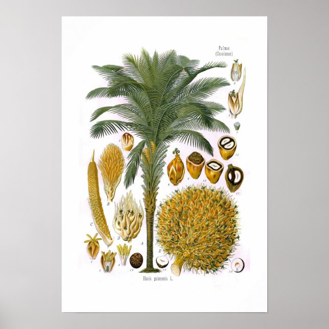 Elaeis guineensis (oil palm) poster (Front)