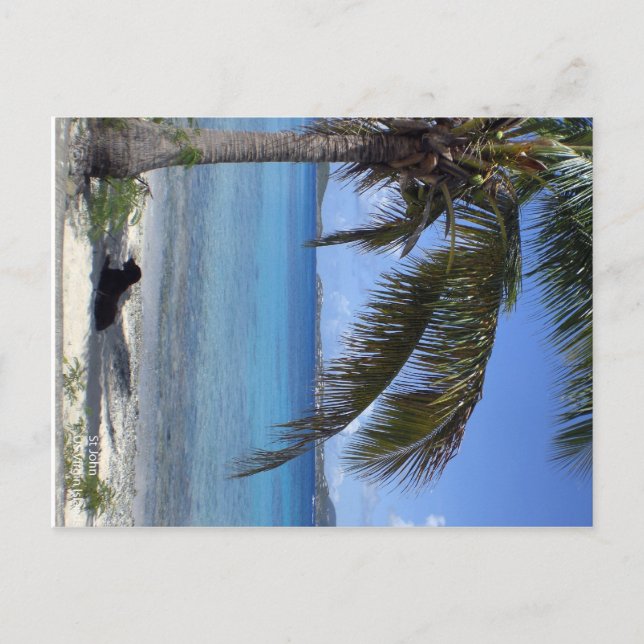 Elaine's dog in St. John, USVI Postcard (Front)
