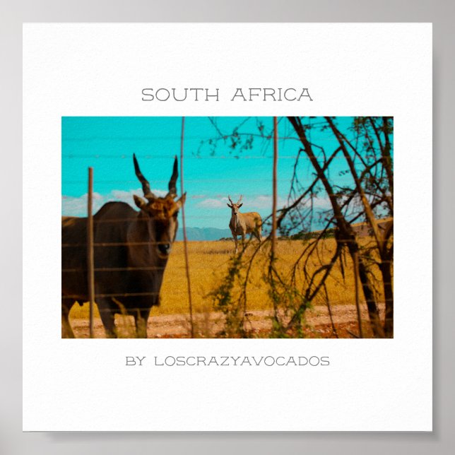 Eland Antelope Animal South Africa ZA Poster (Front)