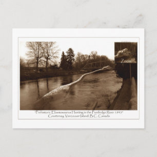 Elasmosaurus Gifts Postcard