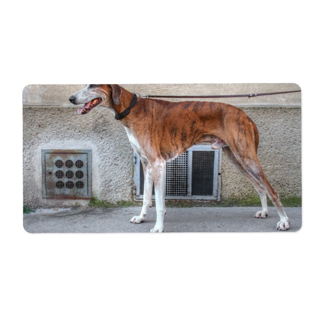Elder Brindle Greyhound (Front)