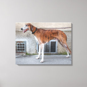Elder Brindle Greyhound Canvas Print