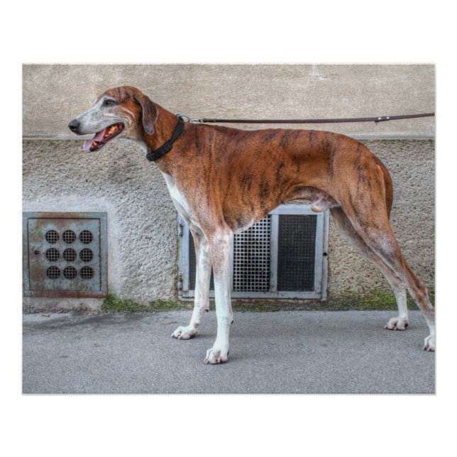 Elder Brindle Greyhound Poster (Front)