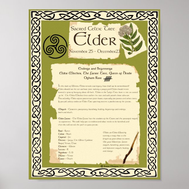 ELDER CELTIC SACRED TREE POSTER (Front)