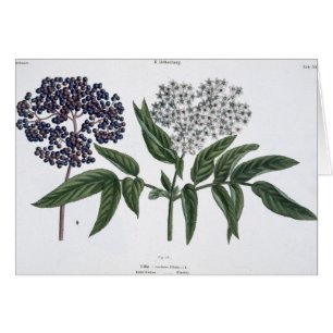 Elder, fig. 13 from 'The Young Landsman', publishe