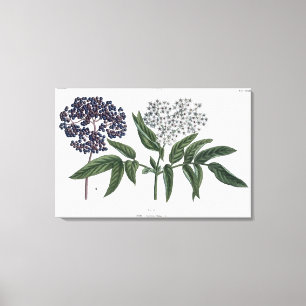 Elder, fig. 13 from 'The Young Landsman', publishe Canvas Print