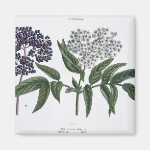Elder, fig. 13 from 'The Young Landsman', publishe Magnet