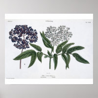 Elder, fig. 13 from 'The Young Landsman', publishe