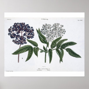 Elder, fig. 13 from 'The Young Landsman', publishe Poster