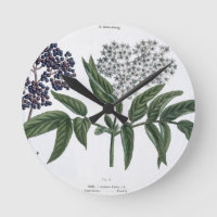 Elder, fig. 13 from 'The Young Landsman', publishe