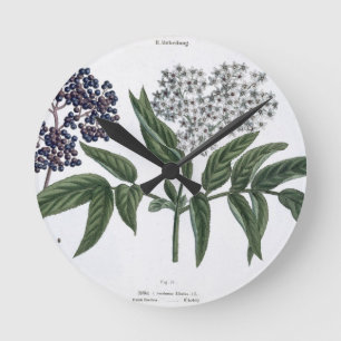 Elder, fig. 13 from 'The Young Landsman', publishe Round Clock