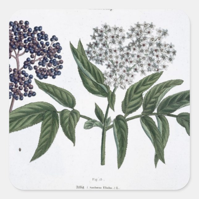 Elder, fig. 13 from 'The Young Landsman', publishe Square Sticker (Front)