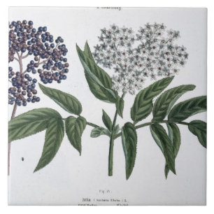 Elder, fig. 13 from 'The Young Landsman', publishe Tile