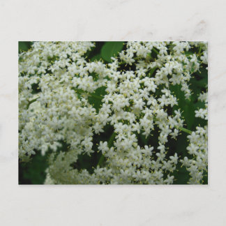 Elderberry Blossoms Postcard
