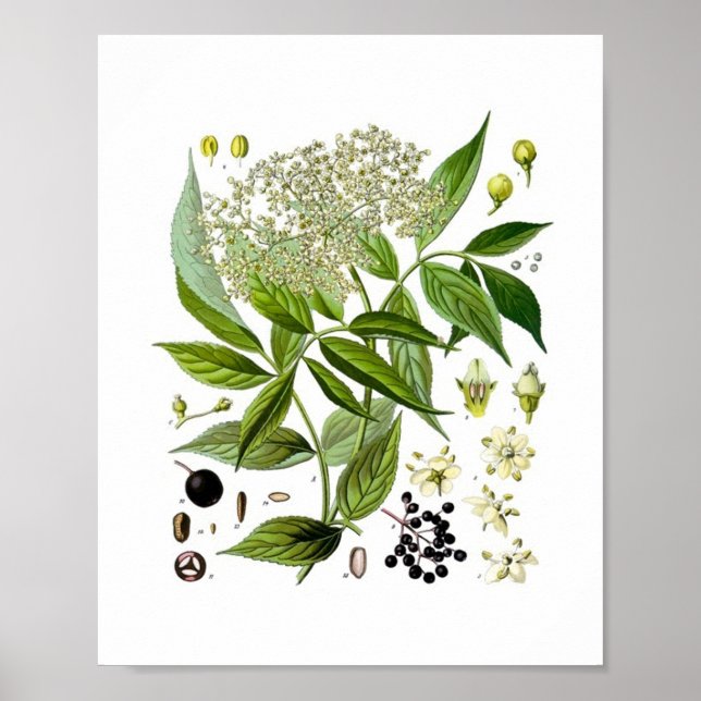 Elderberry Elegance: A Vintage Botanical Poster (Front)