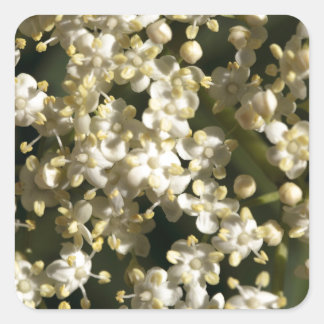 Elderberry flowers (Sambucus nigra) Square Sticker