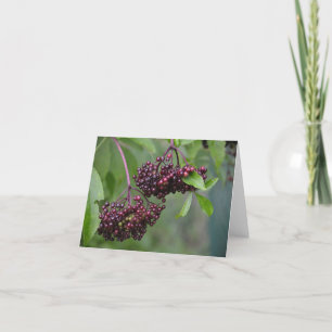 Elderberry Notecard