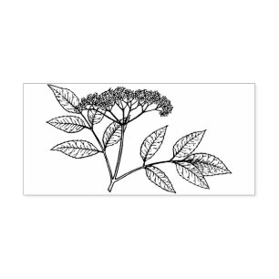 Elderberry plant Rubber stamp