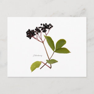 Elderberry Postcard