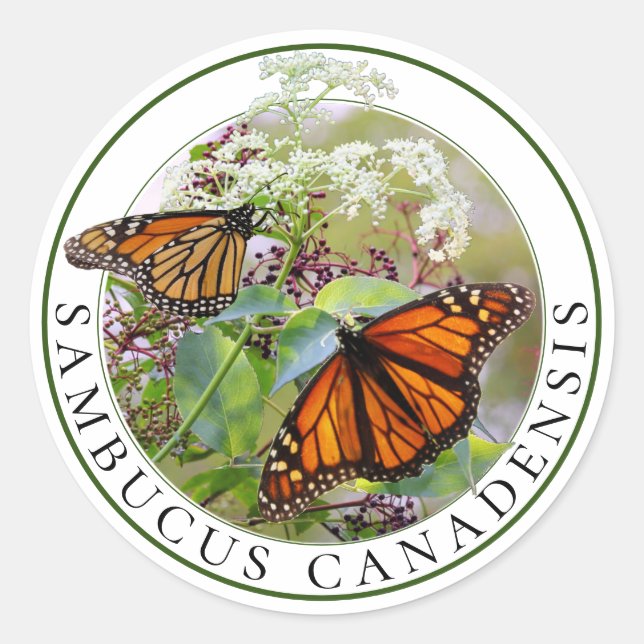 Elderberry Sambucus and Monarch Butterfly Classic Round Sticker (Front)