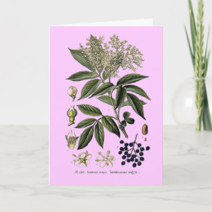 Elderberry Sambucus greeting card