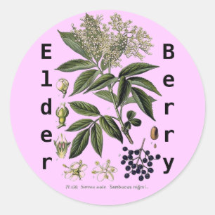 Elderberry Sambucus sticker