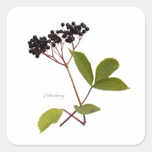 Elderberry Square Sticker