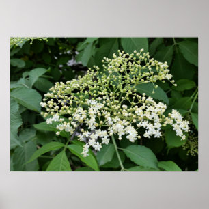 elderflower poster